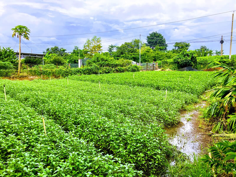 カカオは勿論、果実も野菜も美味しい農作物だらけの幸せな場所