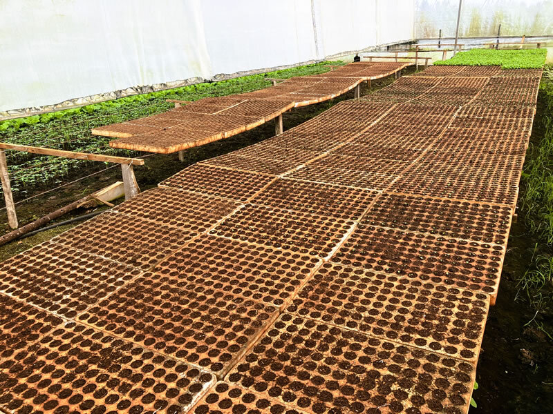 カカオは勿論、果実も野菜も美味しい農作物だらけの幸せな場所