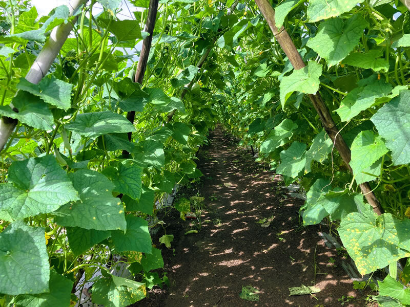 カカオは勿論、果実も野菜も美味しい農作物だらけの幸せな場所