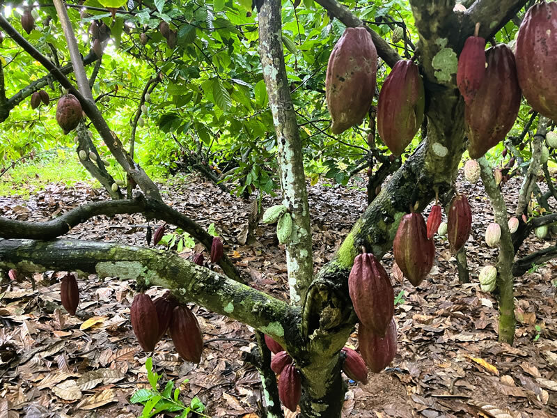 カカオは勿論、果実も野菜も美味しい農作物だらけの幸せな場所